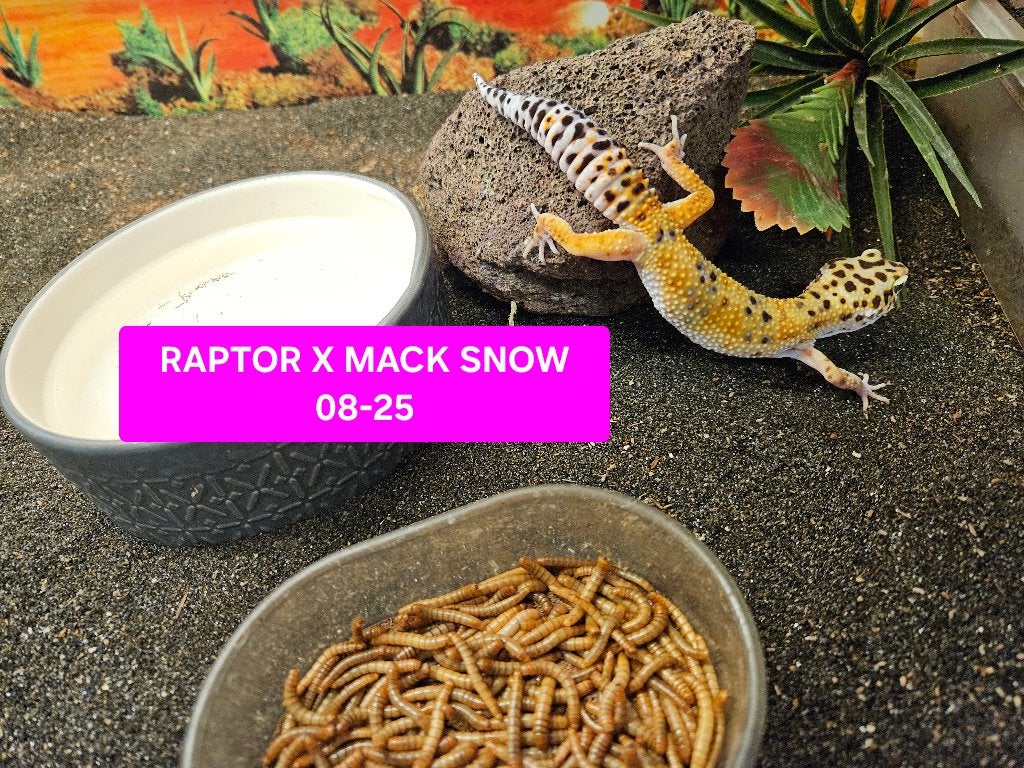Eublepharis macularius Luipaardgekko Leopard Gecko photo 10
