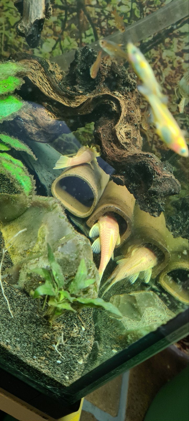 Te koop! Kweekgroep L144 Blue eyes. 3 x man 1 x vrouw, Dieren en Toebehoren, Vissen | Aquariumvissen, Vis, Zoetwatervis