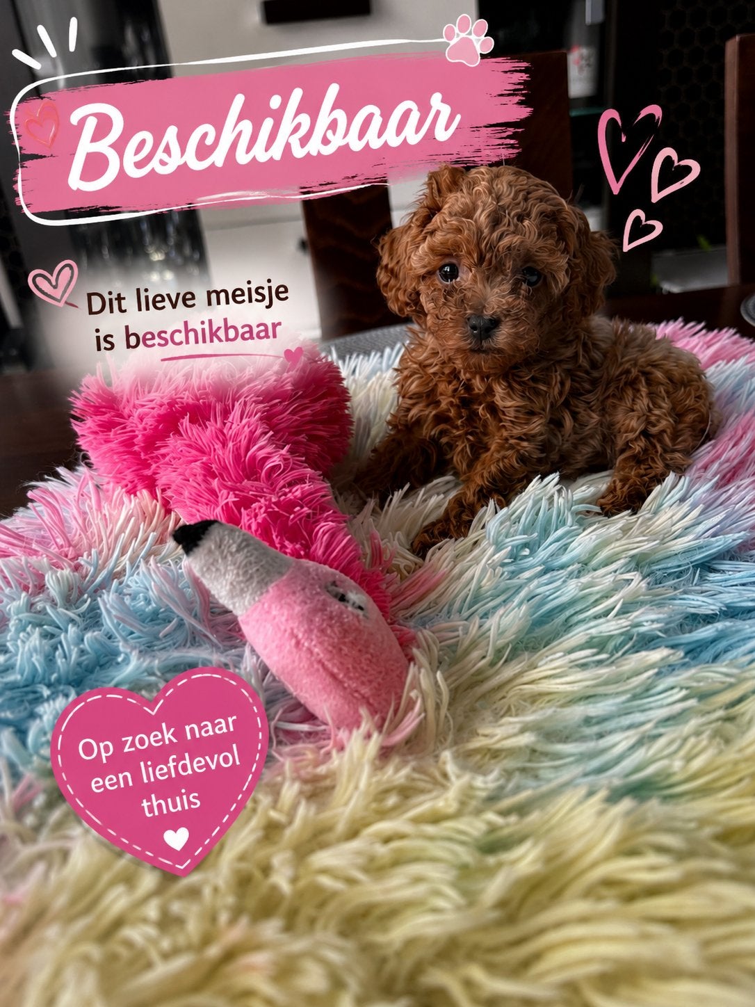 Toy poedel pups ❣️1 teef ☺️ 6 week 🐩, Dieren en Toebehoren, Honden | Chihuahua's en Gezelschapshonden, Poedel, Parvo, 8 tot 15 weken