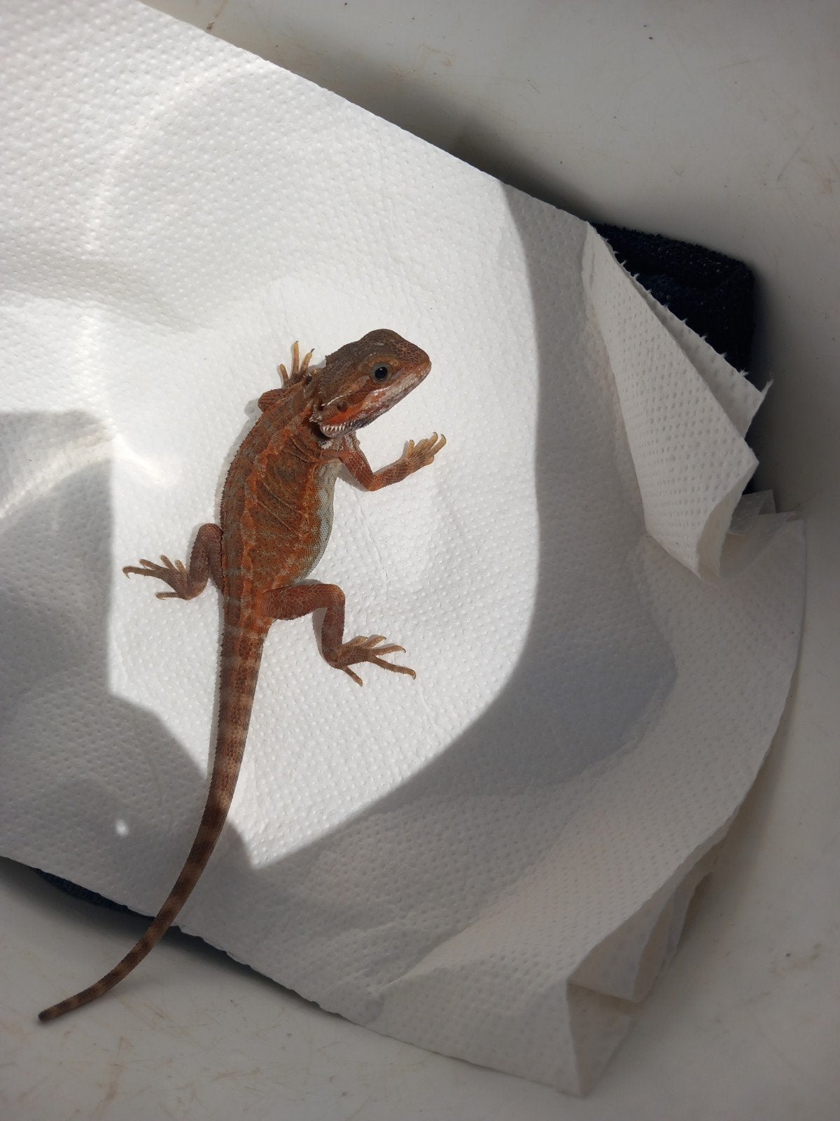 Mooie baardagaam. Bearded Dragon photo 4