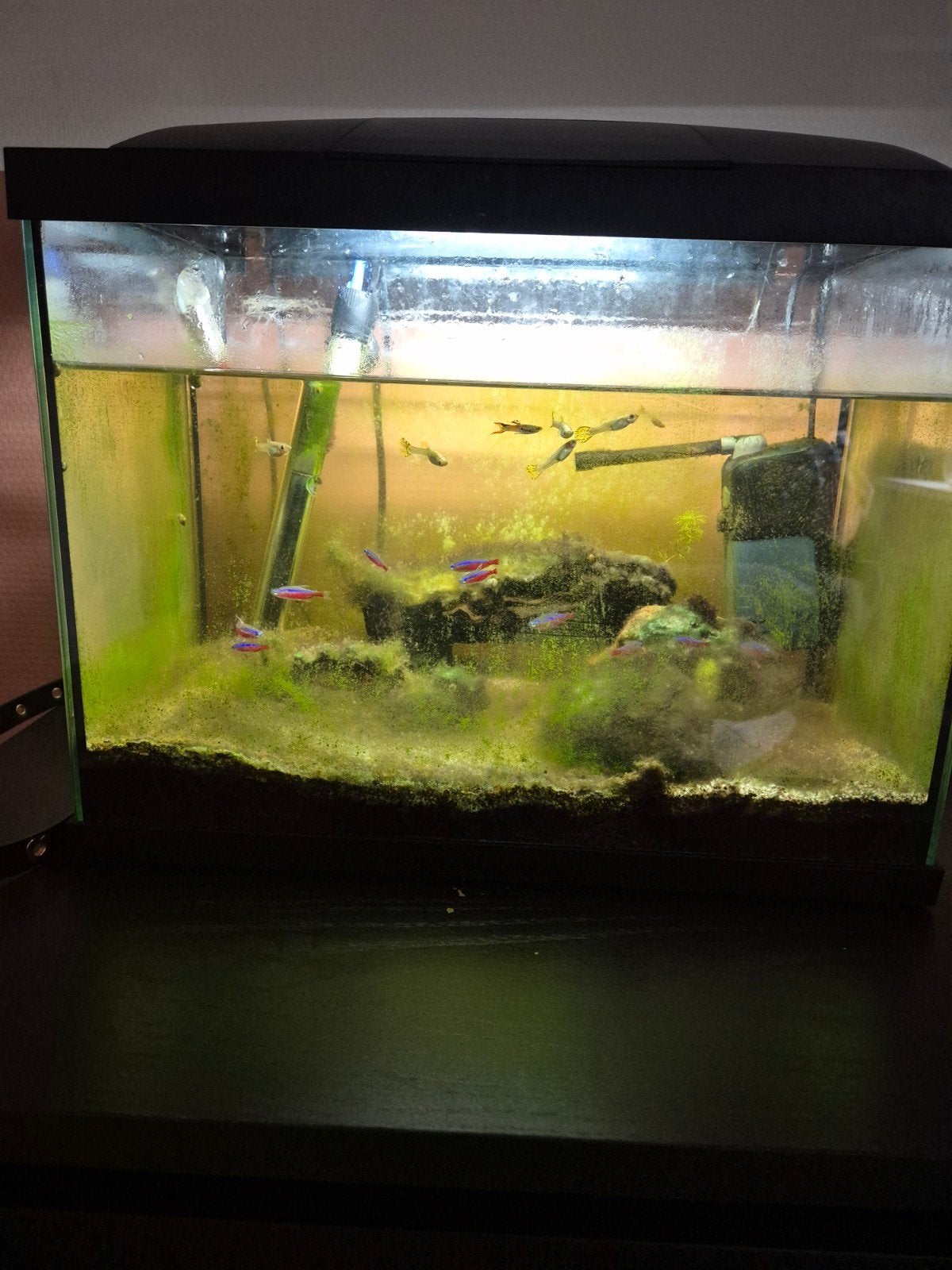 aquarium, Dieren en Toebehoren, Ophalen of Verzenden
