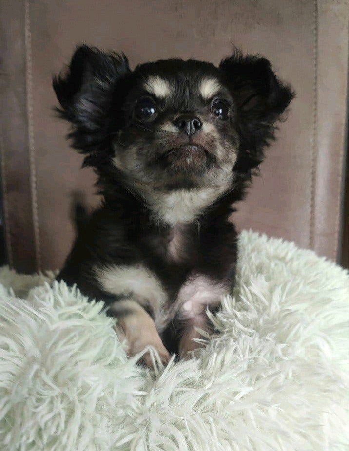 Chihuahua teefje black and tan lh, CDV (hondenziekte), 8 tot 15 weken, Teef, Eén hond