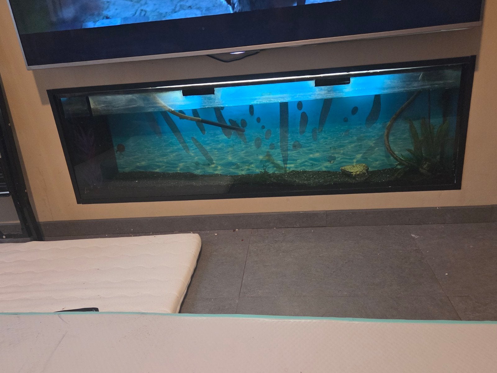 Groot op maat gemaakt ingebouwd aquarium – bieden, Dieren en Toebehoren, Ophalen, Inclusief toebehoren, Gebruikt, Leeg aquarium