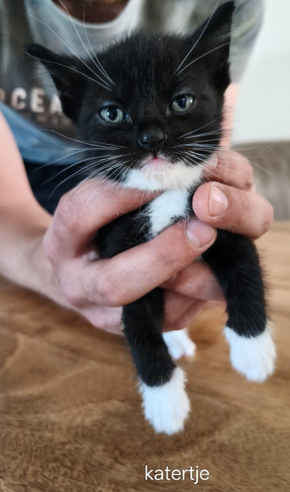 Europeese Korthaar kittens, Dieren en Toebehoren, Katten en Kittens | Raskatten | Korthaar, Meerdere dieren, 0 tot 2 jaar, Ontwormd