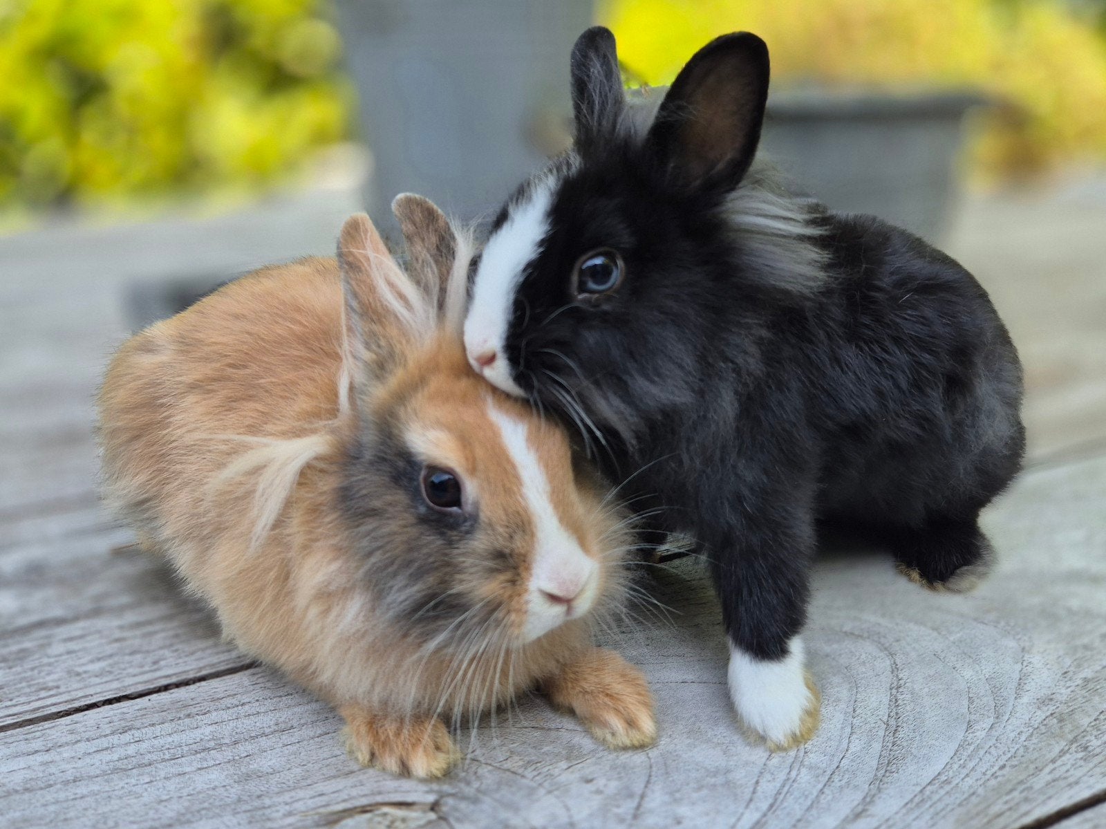 Jong koppeltje konijnen, uit opvang, ram is al gecastreerd!, Dieren en Toebehoren, Meerdere dieren, Klein, 0 tot 2 jaar