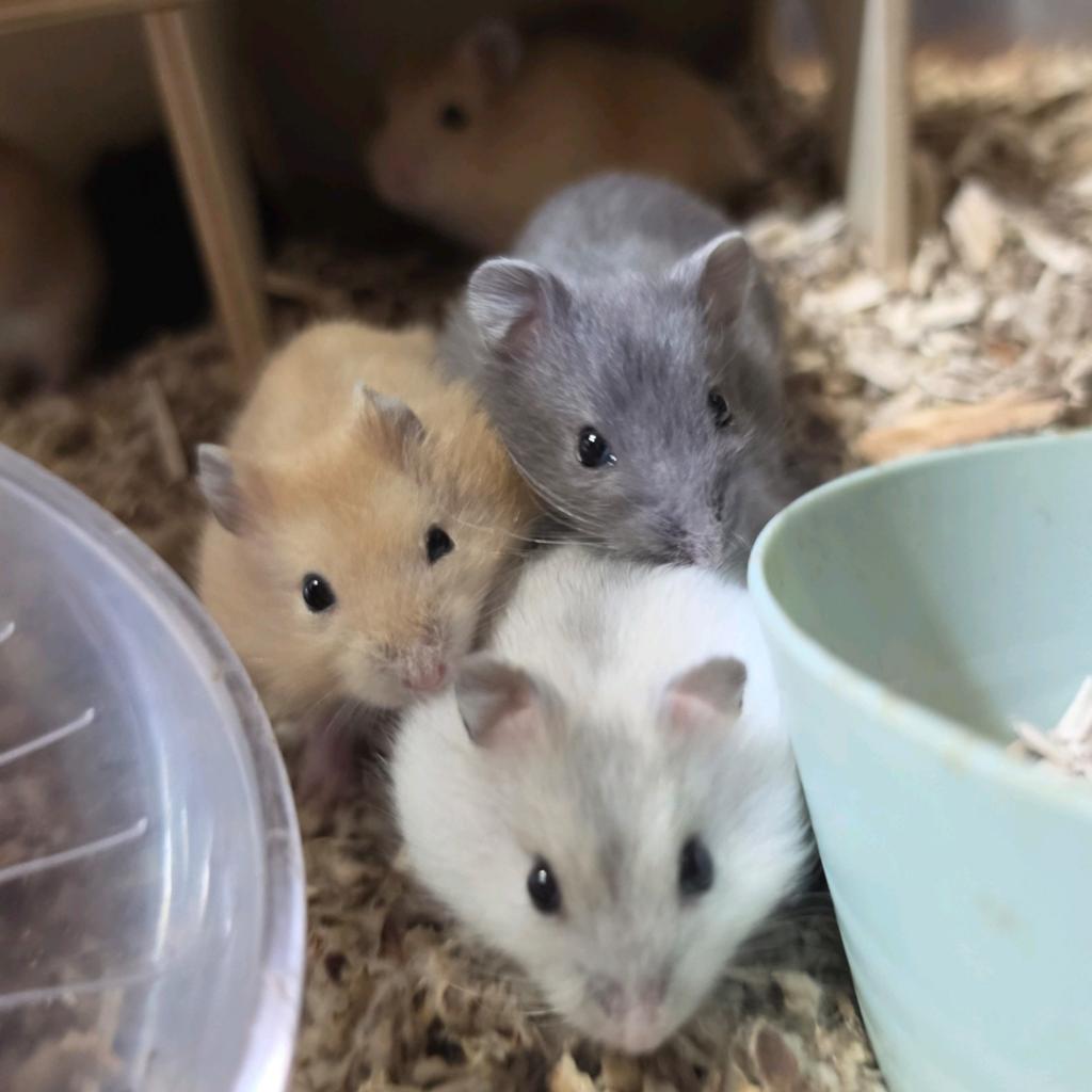 Dwerghamsters voor jong en oud. Kindvriendelijk, Dieren en Toebehoren, Hamster, April, Meerdere dieren, Tam