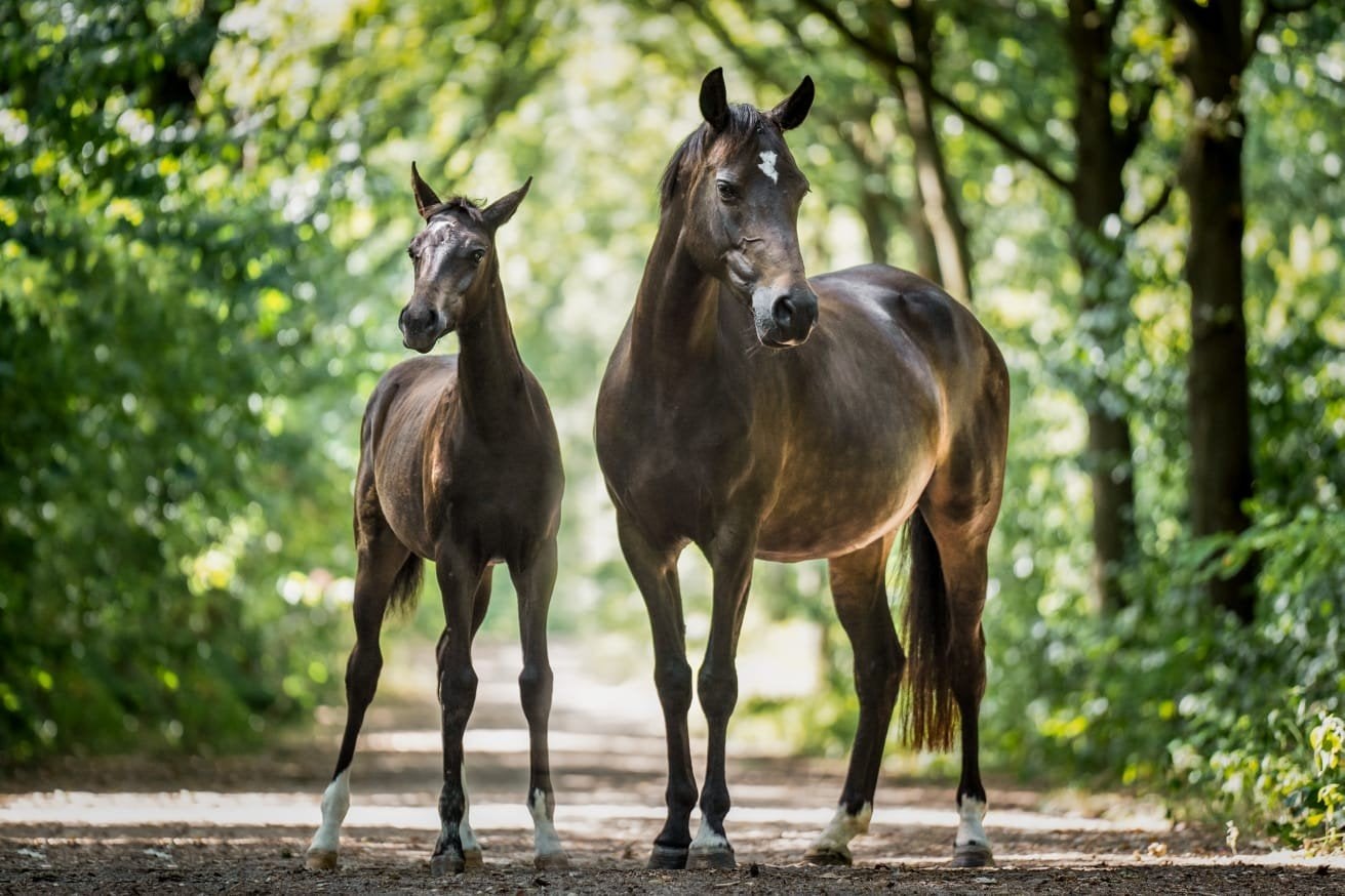 Fantastische 4 jarige NWR welsh merrie te koop!, Merrie, Met stamboom, Springpony, 3 tot 6 jaar