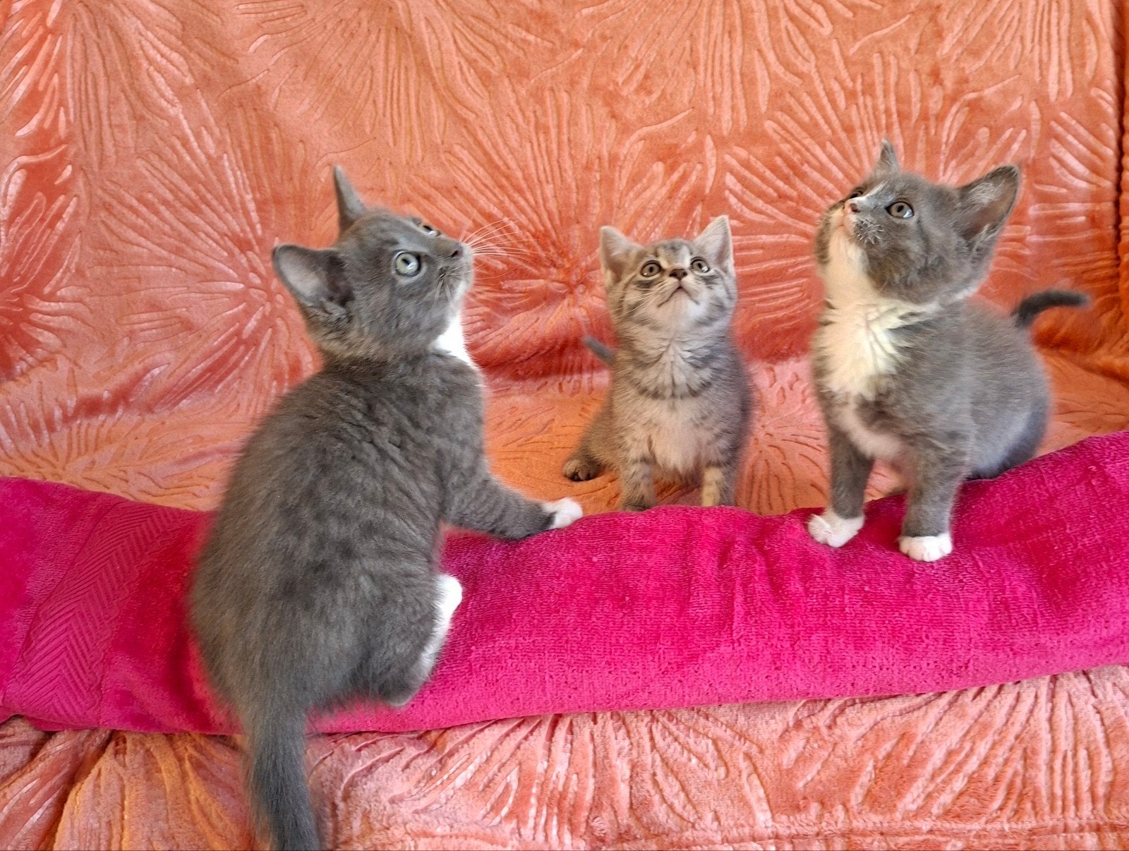 Maine coon kittens, Meerdere dieren