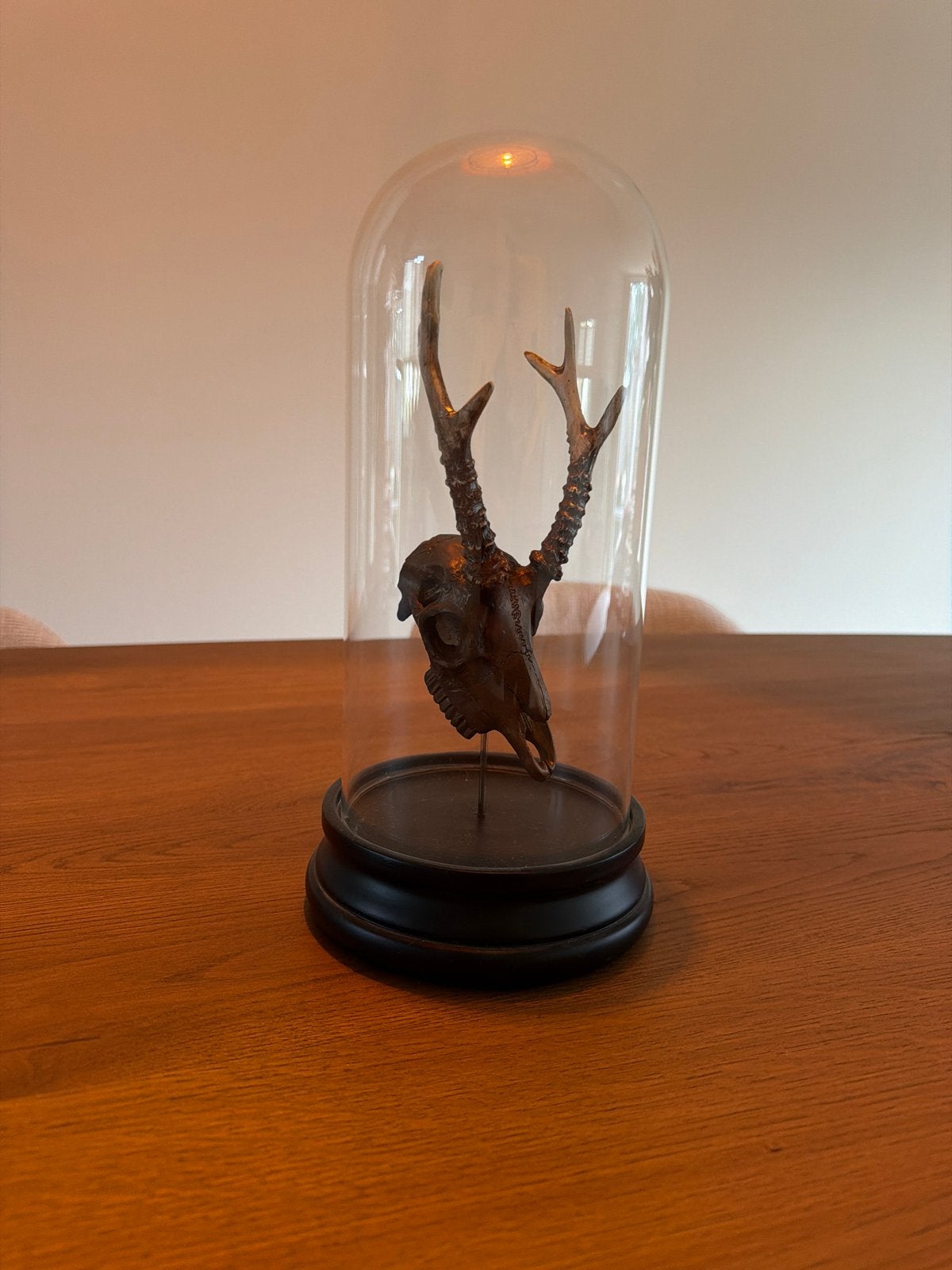 Decoratieve Herten- of Elandenschedel onder Glazen Stolp, Ophalen of Verzenden