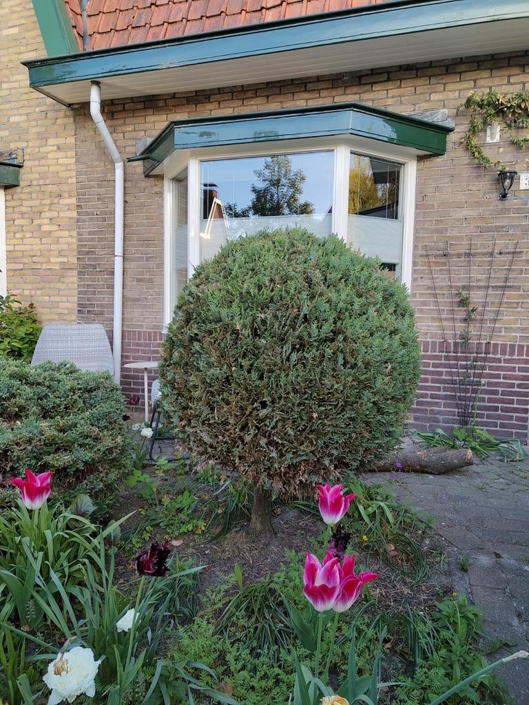 bolvormige conifeer (symbolisch bedrag), Ophalen, Overige soorten, Minder dan 100 cm