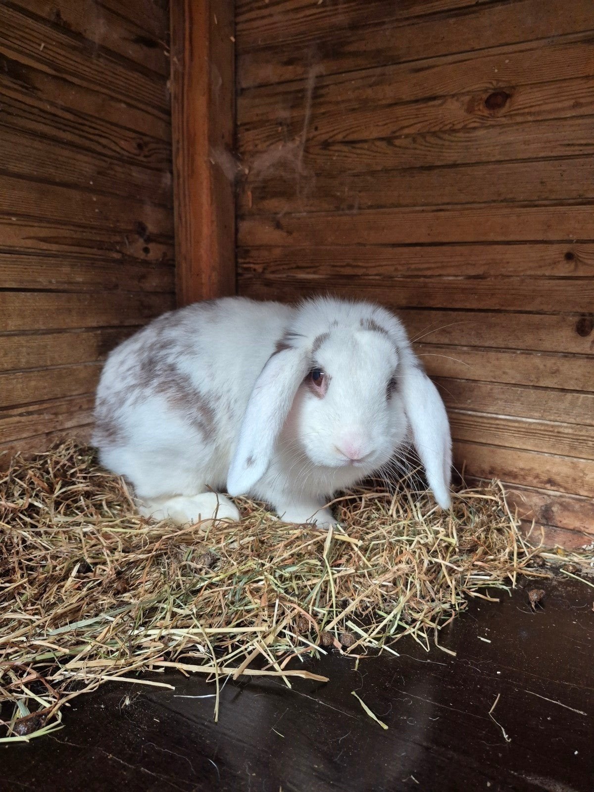 mooi en lief dwerg hangoortje, Dieren en Toebehoren, Mannelijk, Dwerg, Hangoor, 0 tot 2 jaar