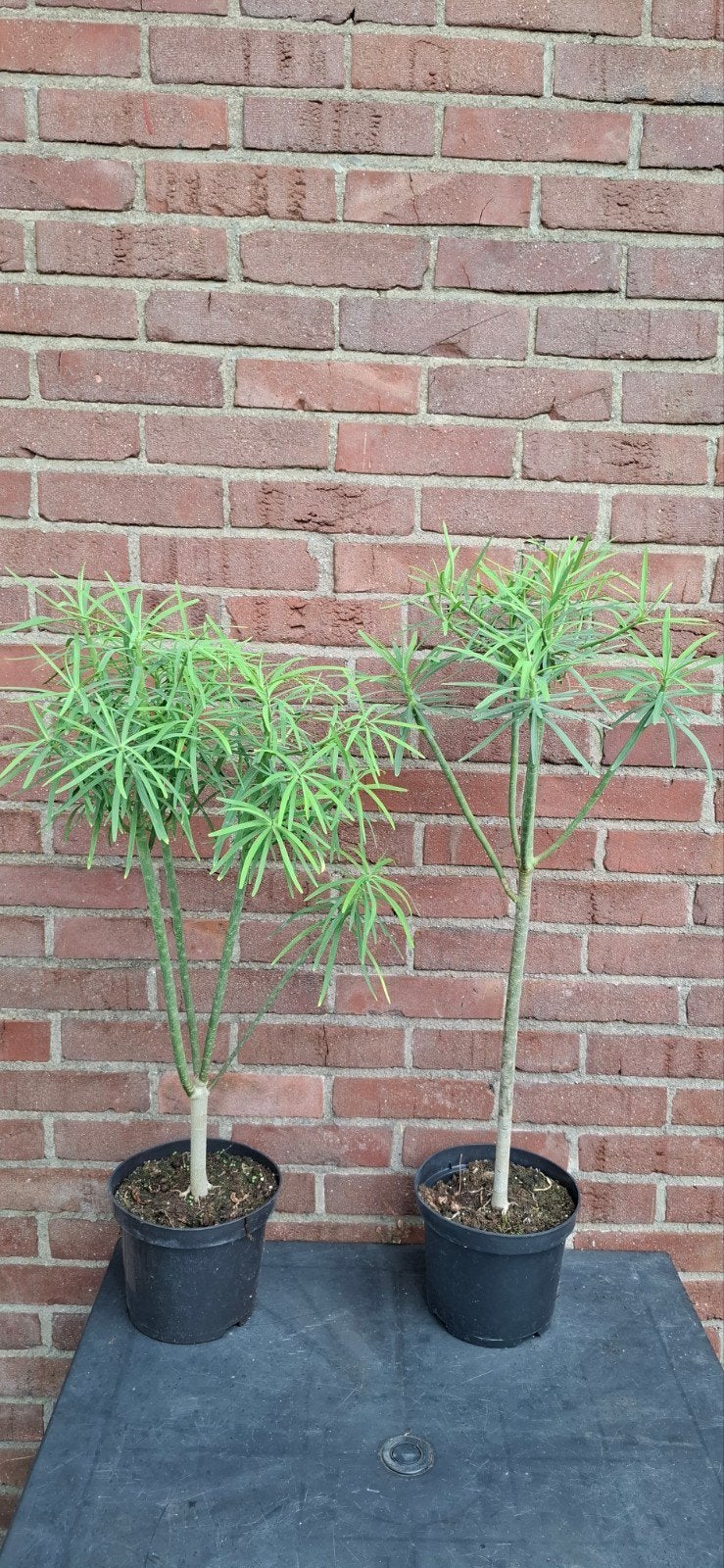 (Sub) tropische planten, Ophalen, Overige soorten, Minder dan 100 cm
