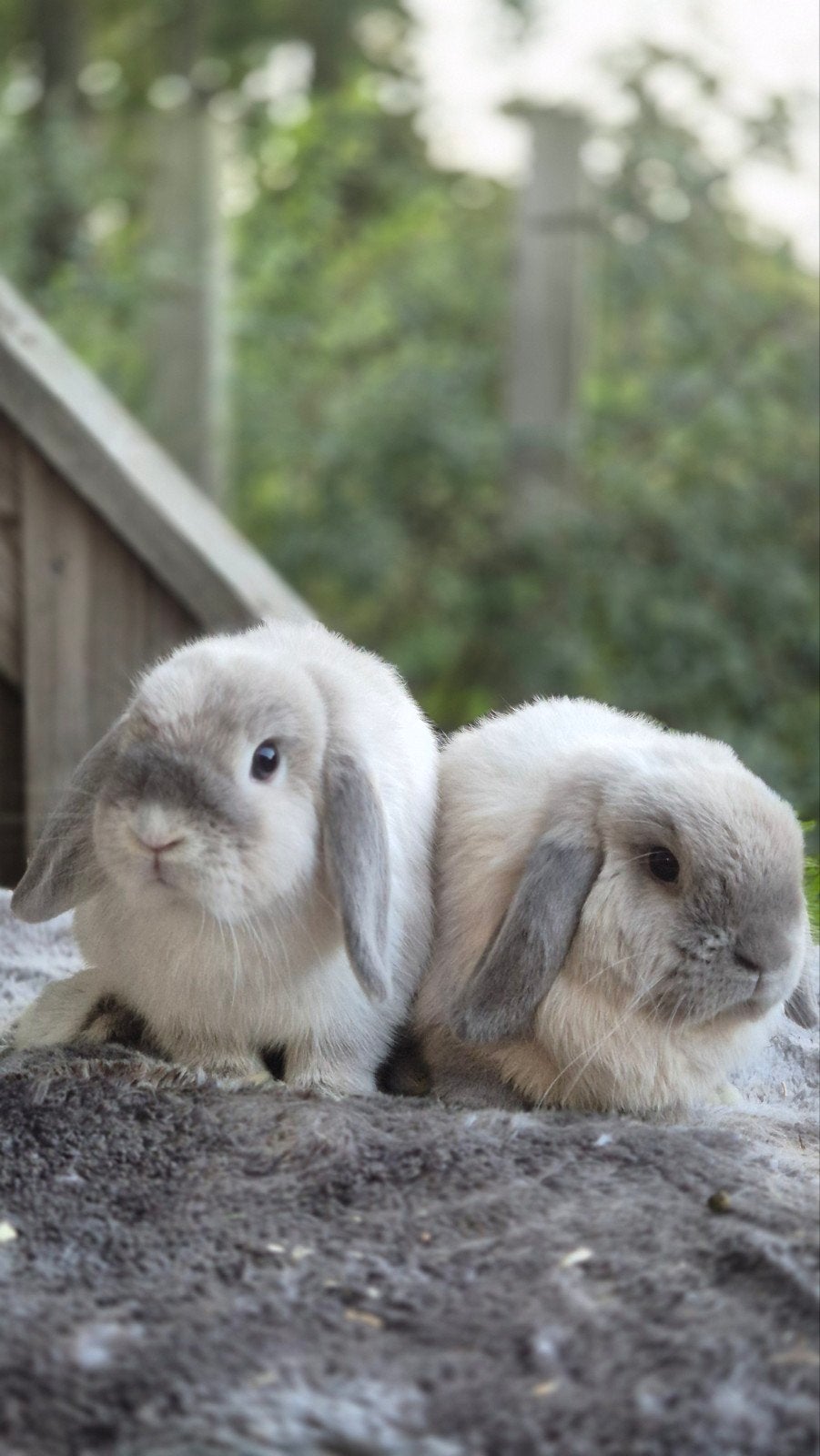 Prachtig minilop koppel, Meerdere dieren, Dwerg