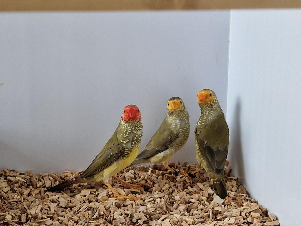Binsenastrilde roodkop | veel keuze uit tropische vogels, Dieren en Toebehoren, Vogels | Overige Vogels, Meerdere dieren, Tropenvogel