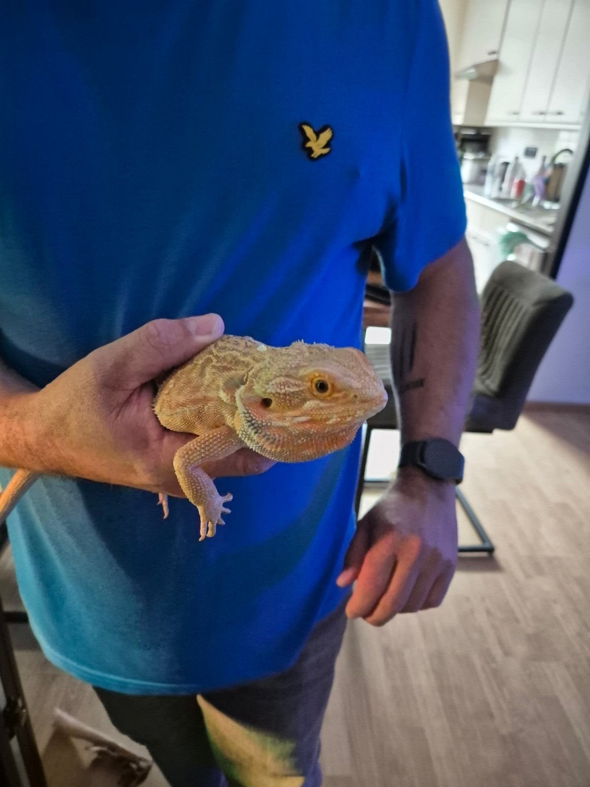 Baardagaam red leatherback Bearded Dragon - unknown for sale from Adeline Dijk