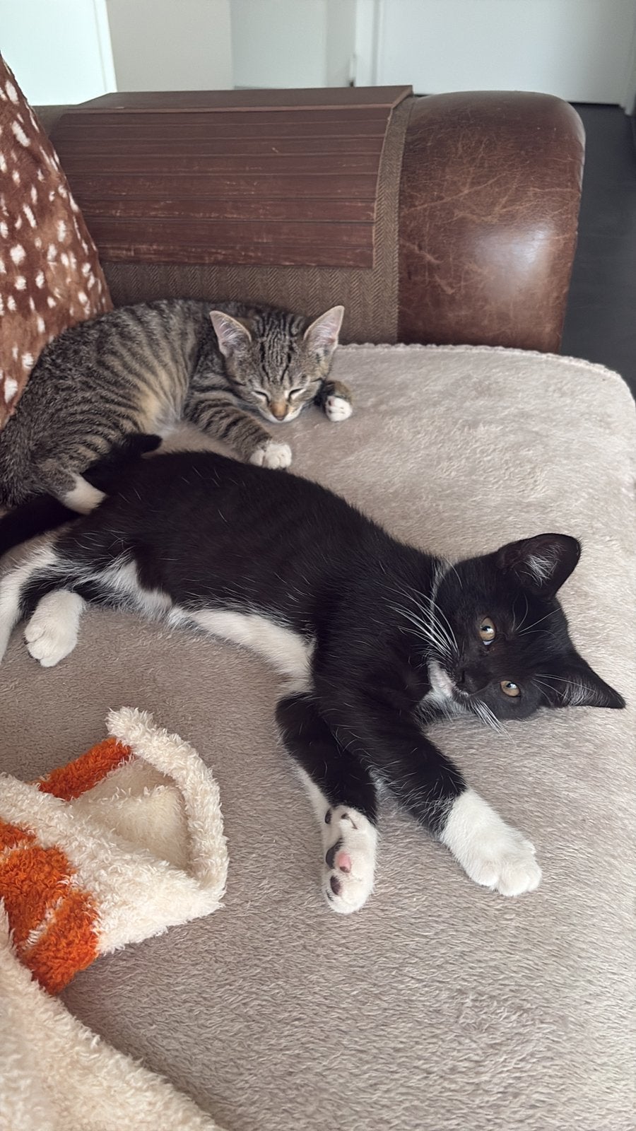 2 super lieve kittens, Meerdere dieren