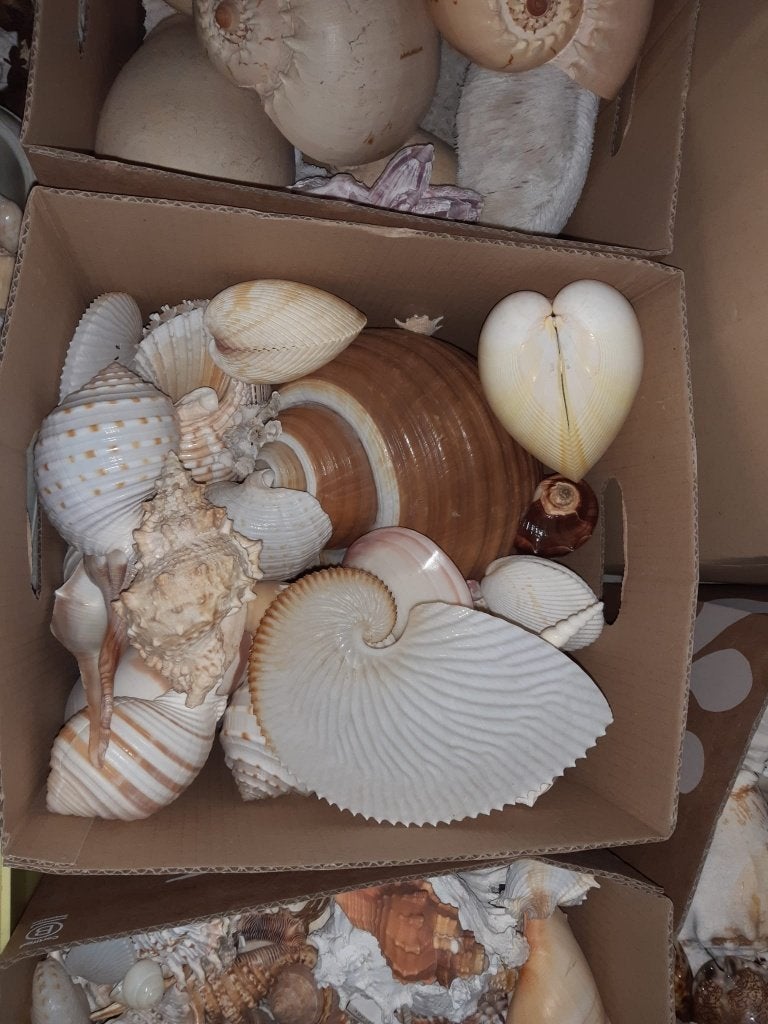 Schelpen, Ophalen, Schelp(en)