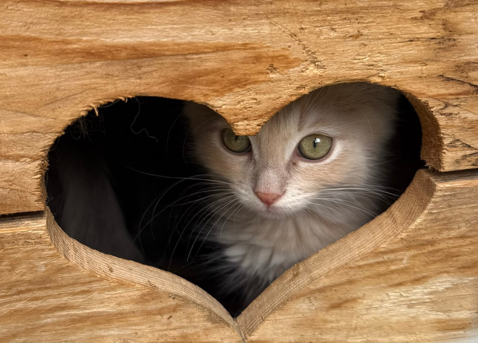 Ragdoll kitten mag verhuizen, Dieren en Toebehoren, Meerdere dieren, Gechipt, 0 tot 2 jaar
