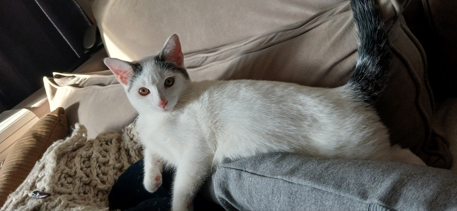 lieve kitten, Dieren en Toebehoren, Kater