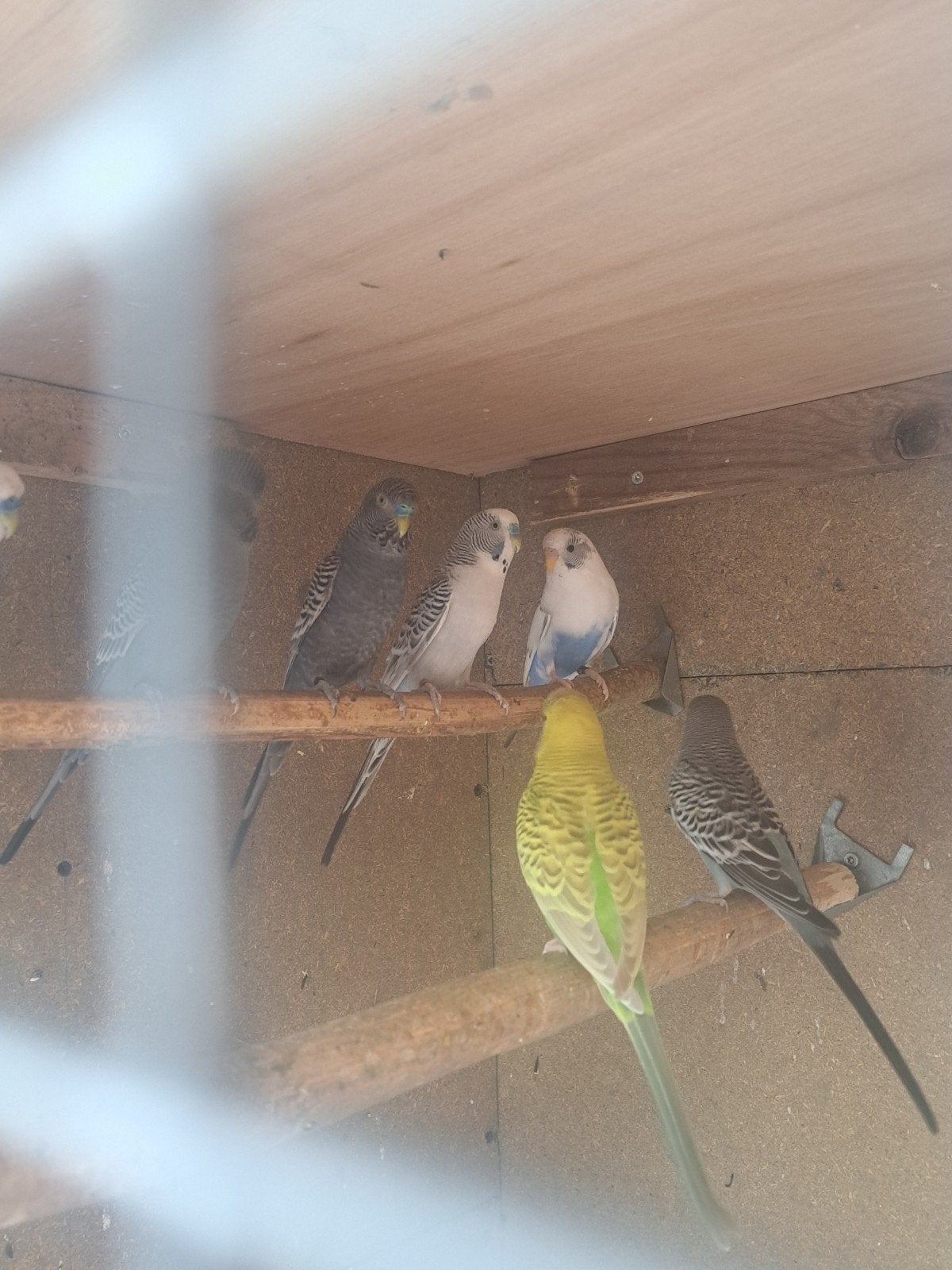 1-0 grasparkieten, Dieren en Toebehoren, Vogels | Parkieten en Papegaaien, Meerdere dieren, Parkiet, Geringd
