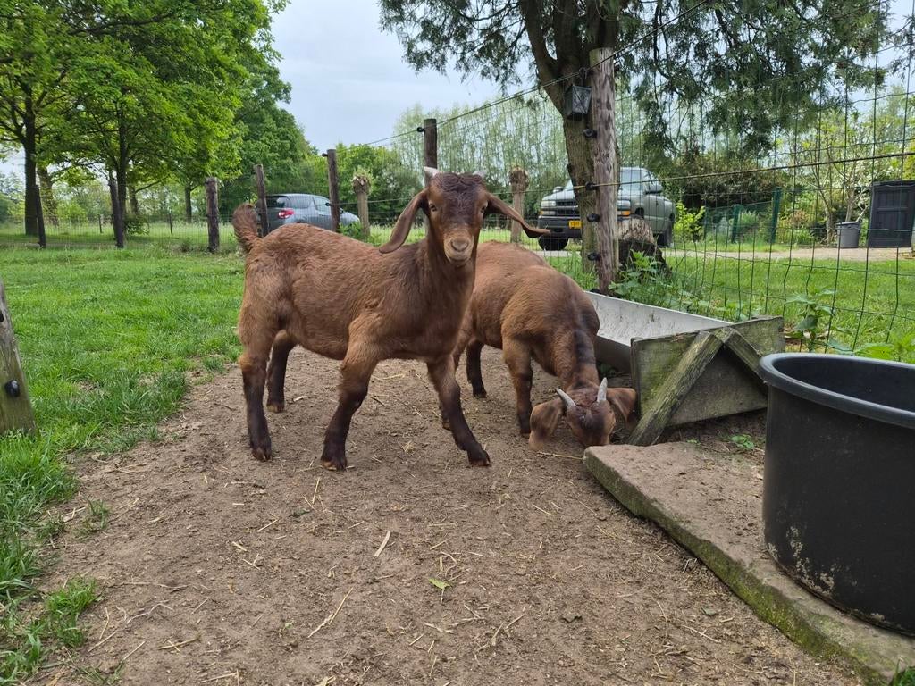 Boerbok red kalahari boergeit bok, Dieren en Toebehoren, Schapen, Geiten en Varkens, Mannelijk, Geit, 0 tot 2 jaar