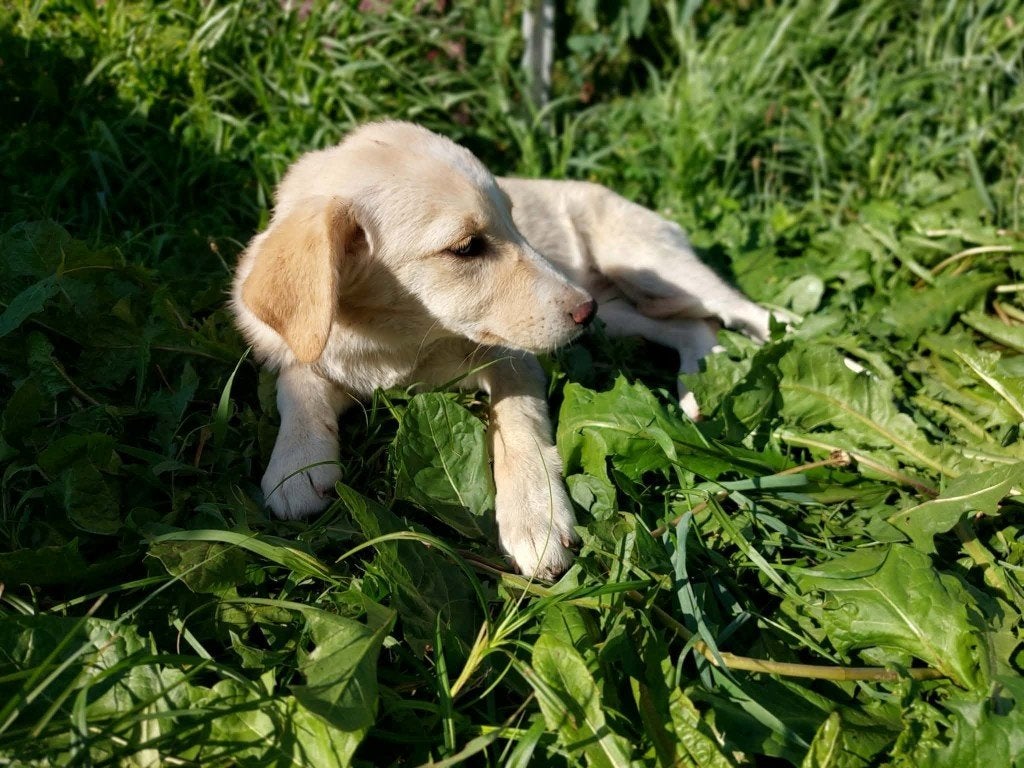 NEDA, PUP, MENSGERICHT, TEEFJE, MIDDELMAATJE, ZOEKT MAND, Dieren en Toebehoren, Particulier, 15 weken tot 1 jaar, Buitenland, Teef