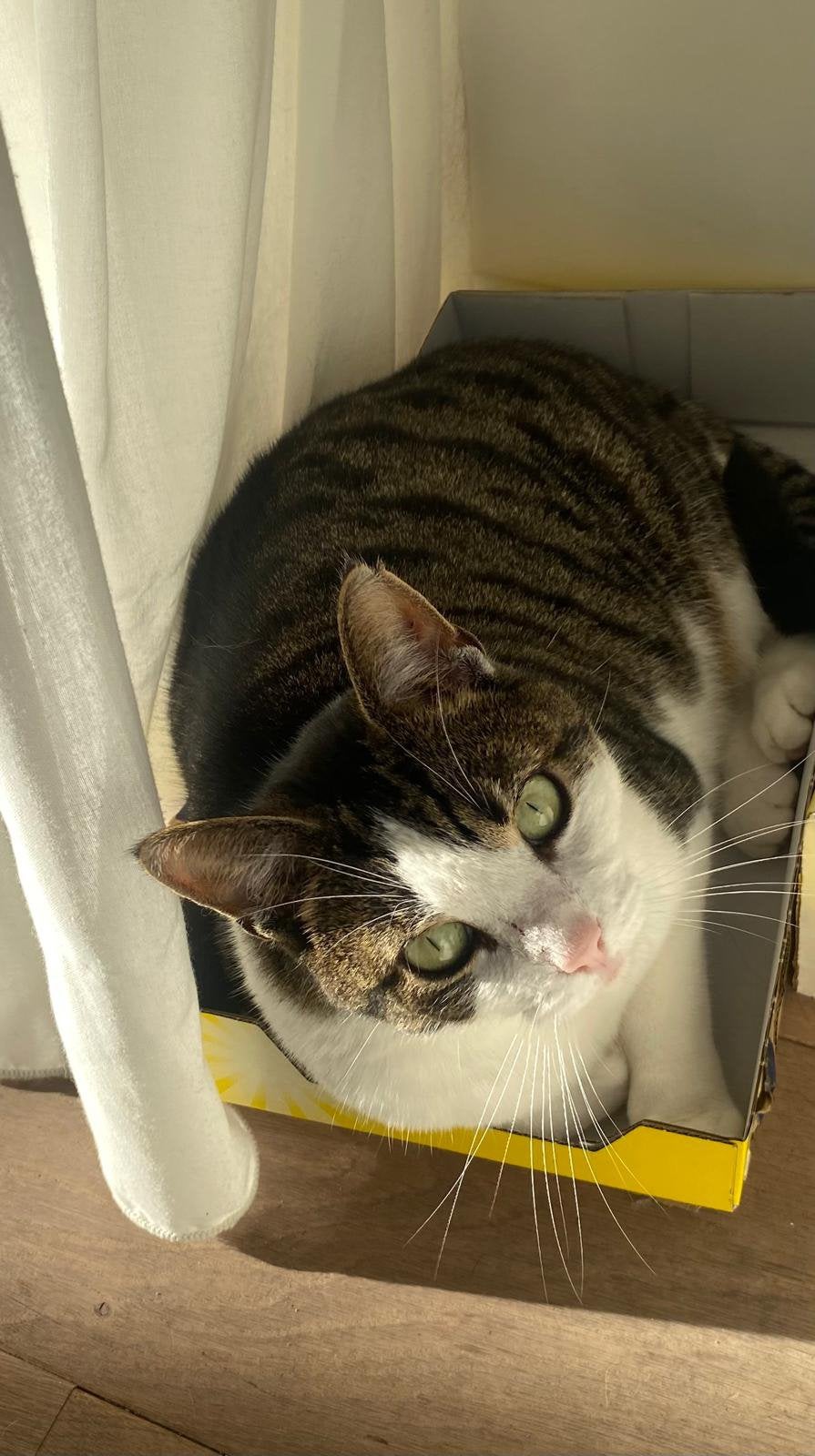 Lieve poes Skippy, Poes