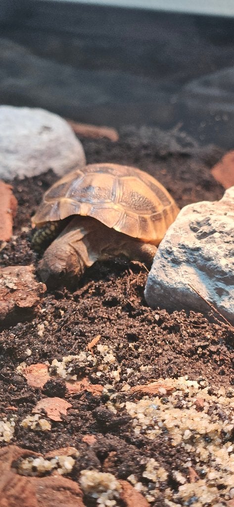 2 jonge Griekse landschildpadden + compleet Juwel terrarium Tortoise photo 5