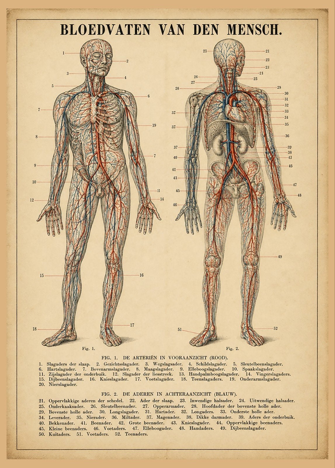 Vintage Anatomie Poster: Bloedvaten van de Mens, Verzamelen, Posters, Ophalen of Verzenden, A1 t/m A3, Overige onderwerpen, Rechthoekig Staand