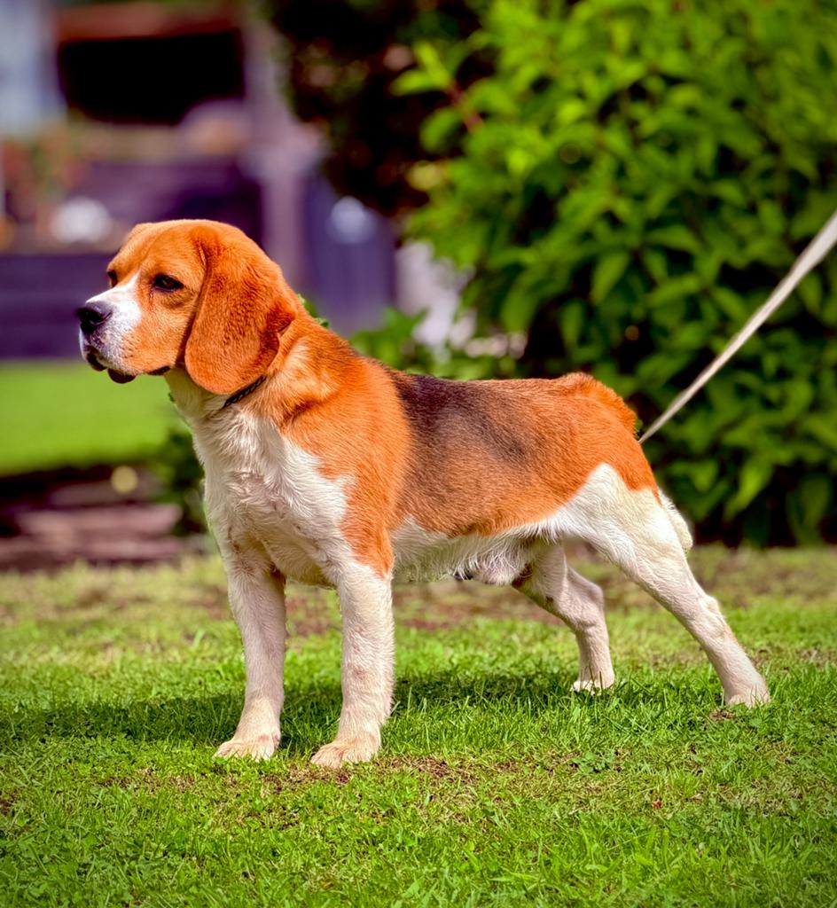 Beagle dekreu getest met FCI stamboom, Parvo, Nederland, Reu, Eén hond