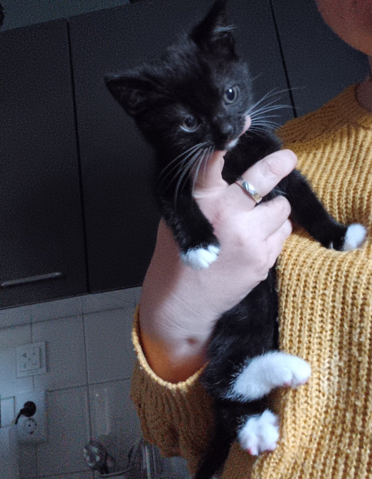 1 kater en 1 poesje 9 weken, Dieren en Toebehoren, Meerdere dieren