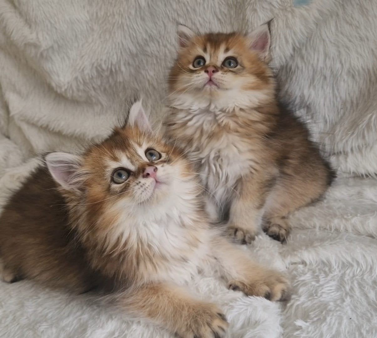 Britse korthaar en langhaar kittens golden shaded katertjes, Dieren en Toebehoren, Katten en Kittens | Raskatten | Korthaar, Meerdere dieren