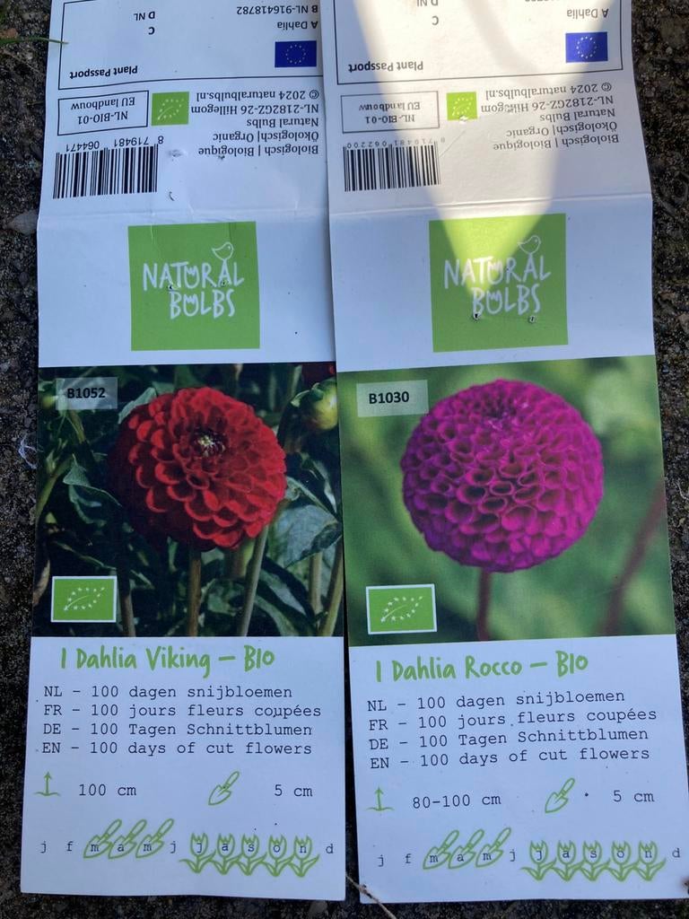 Uitgelopen dahlia knol, Ophalen of Verzenden, Voorjaar, Volle zon, Knol