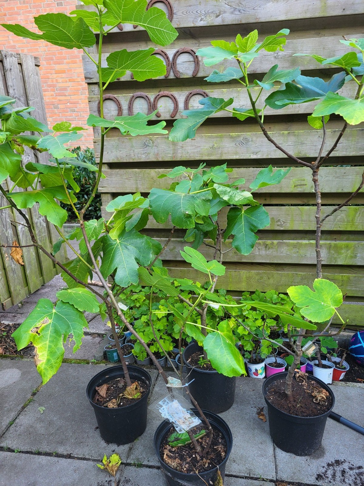 Late vijg - Ficus carica - Vruchtbare vijgenboom, Ophalen, Overige soorten, Volle zon