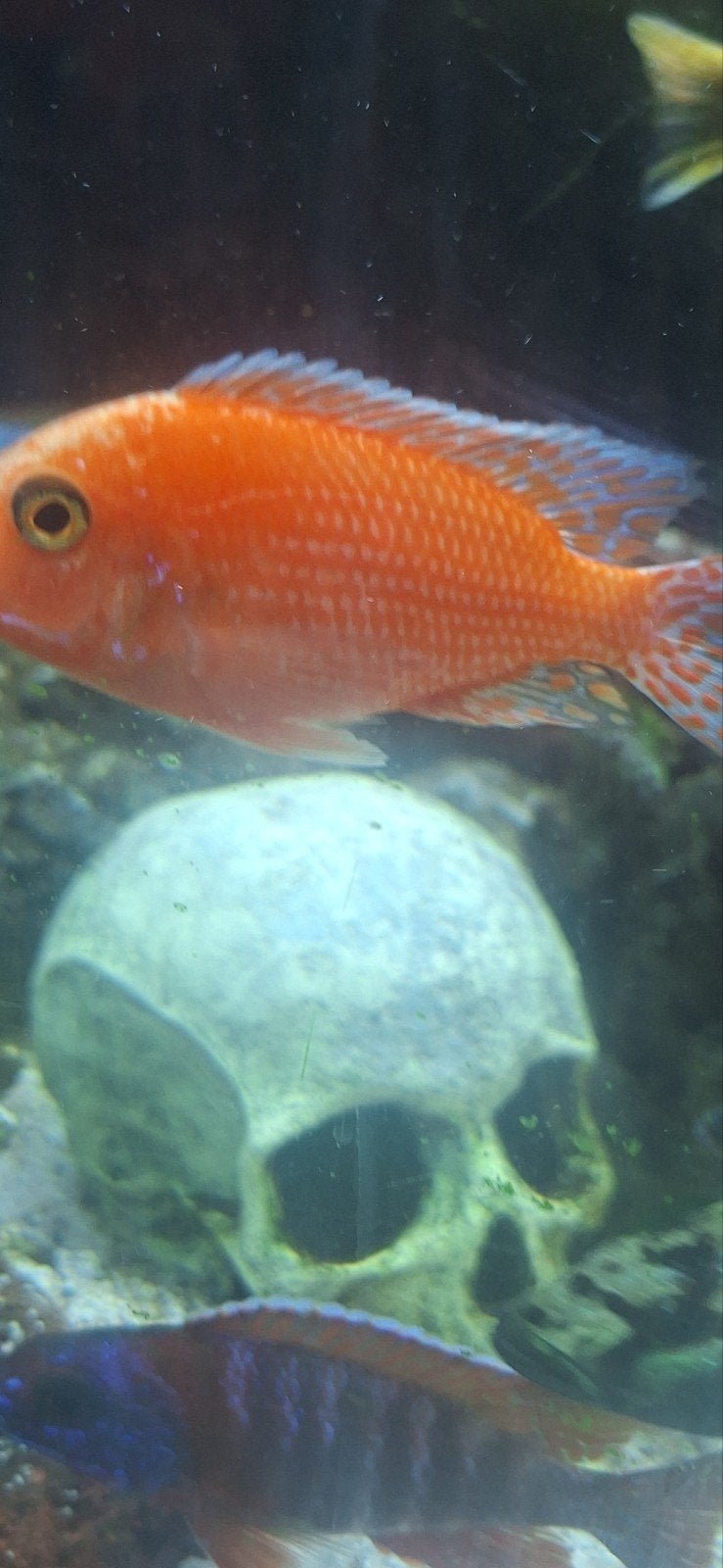 Aulonocara 'Fire Fish', Vis