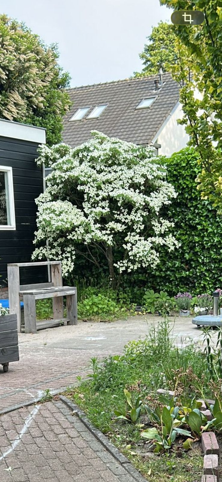 Kornoelje 300cm hoog, Tuin en Terras, Planten | Bomen, Ophalen, Lente, Volle zon, Overige soorten