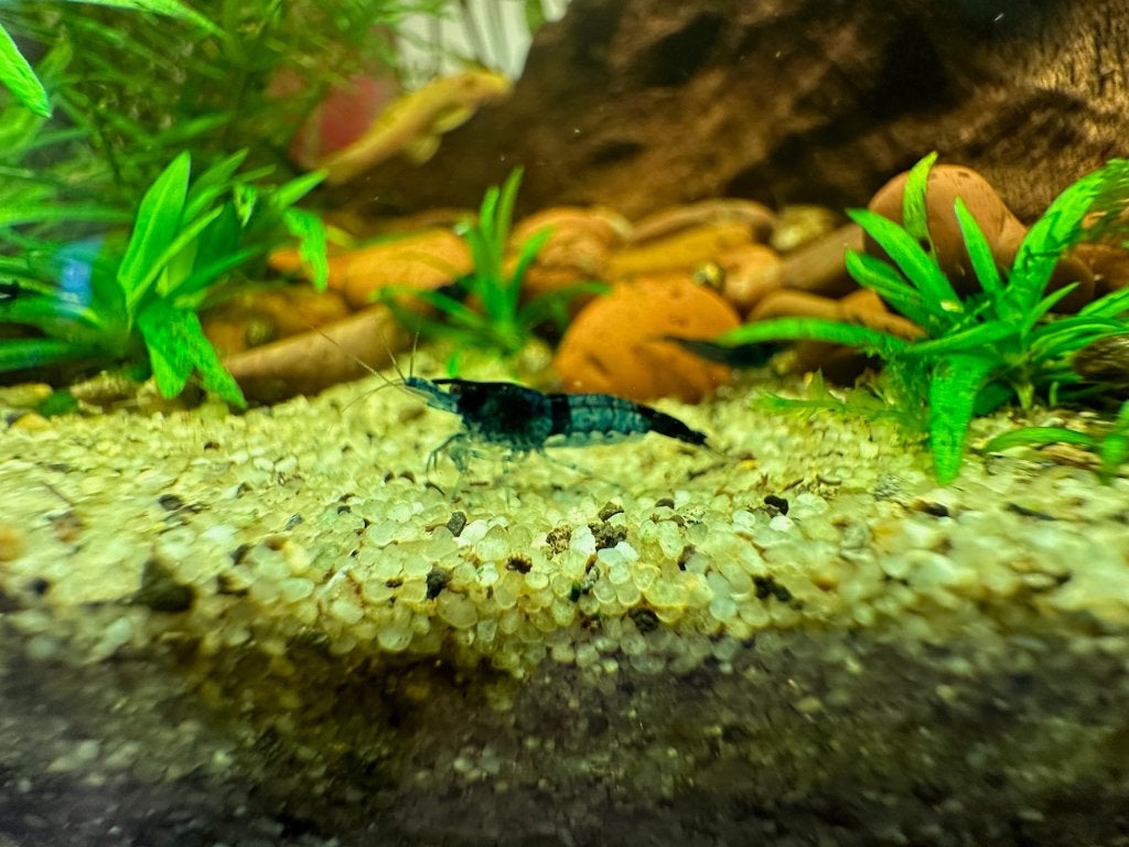Neocaradina blauw, Dieren en Toebehoren, Vissen | Aquariumvissen, Kreeft, Krab of Garnaal, Zoetwatervis, Schoolvis
