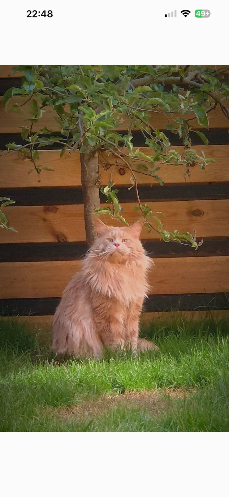 Main coon kittens met stamboom, Meerdere dieren