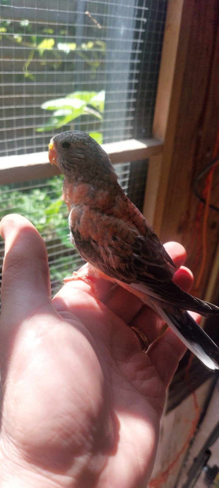 BABY BOURKS TAM TE MAKEN, Dieren en Toebehoren, Geslacht onbekend, Dwergpapegaai of Agapornis, Tam