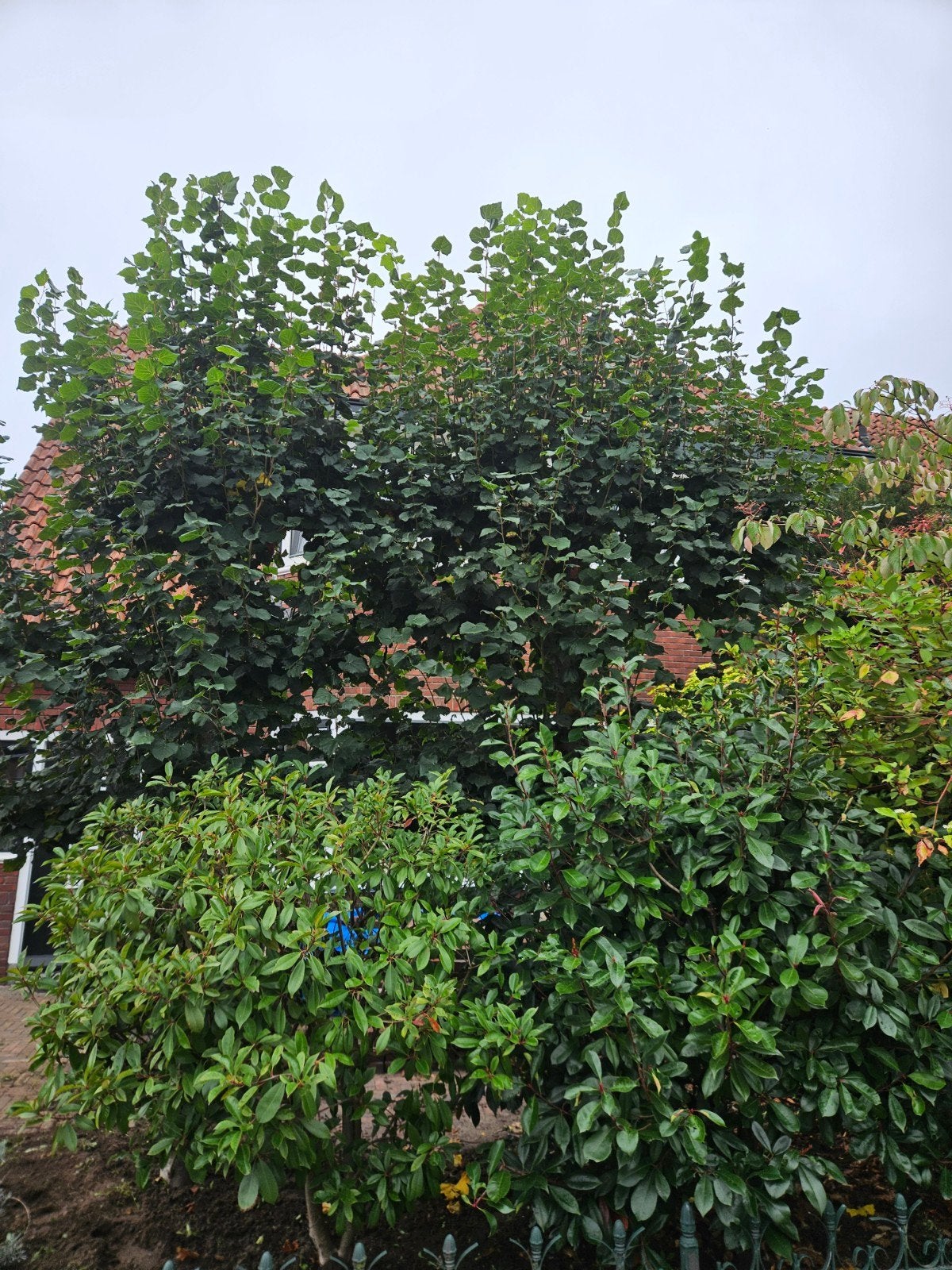 Gratis: 2 leiboom 2 photinia fraseri red robin, Ophalen of Verzenden, Halfschaduw