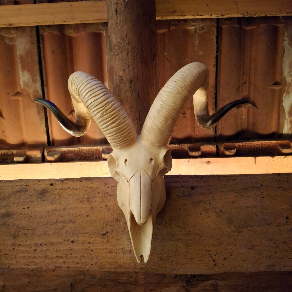Ram / Moeflon schedel - Imitatie schedels, Verzamelen, Ophalen of Verzenden, Nieuw, Wild dier, Schedel
