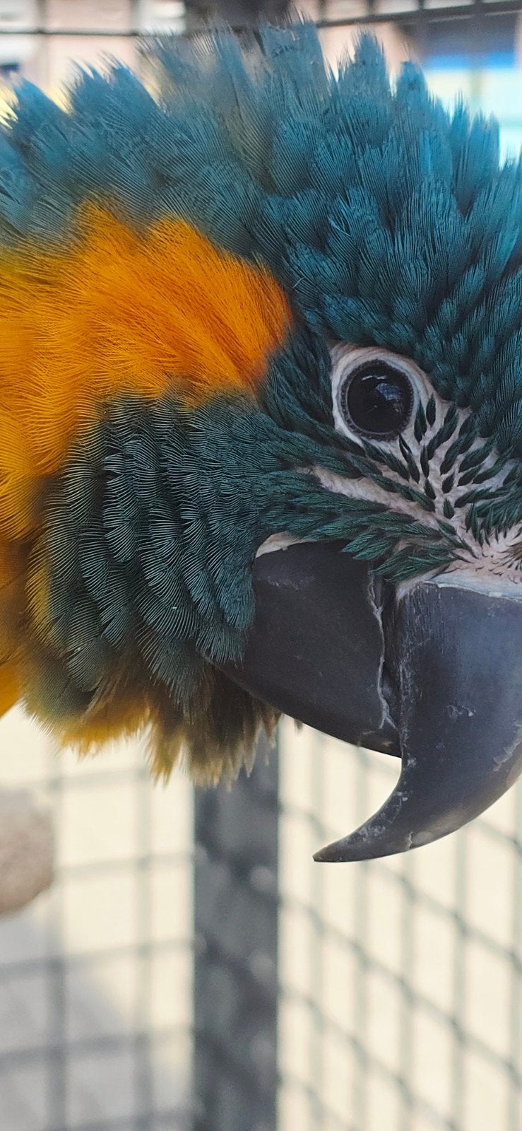 Blauw keel ara's / 2026 / Tam / Freeflight/, Dieren en Toebehoren, Meerdere dieren, Papegaai, Tam