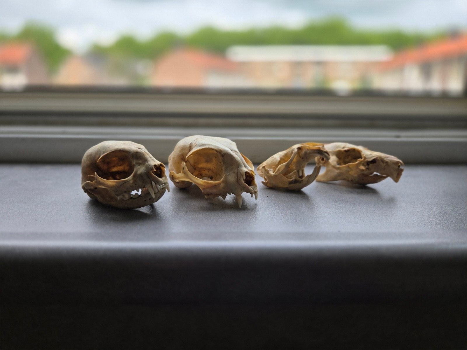 4 Schedels natuur vondsten, Ophalen of Verzenden, Wild dier, Schedel