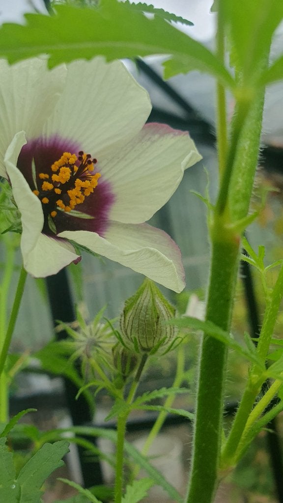 Vaste plantenstekken  in p9 pot, Ophalen, Overige soorten, Halfschaduw