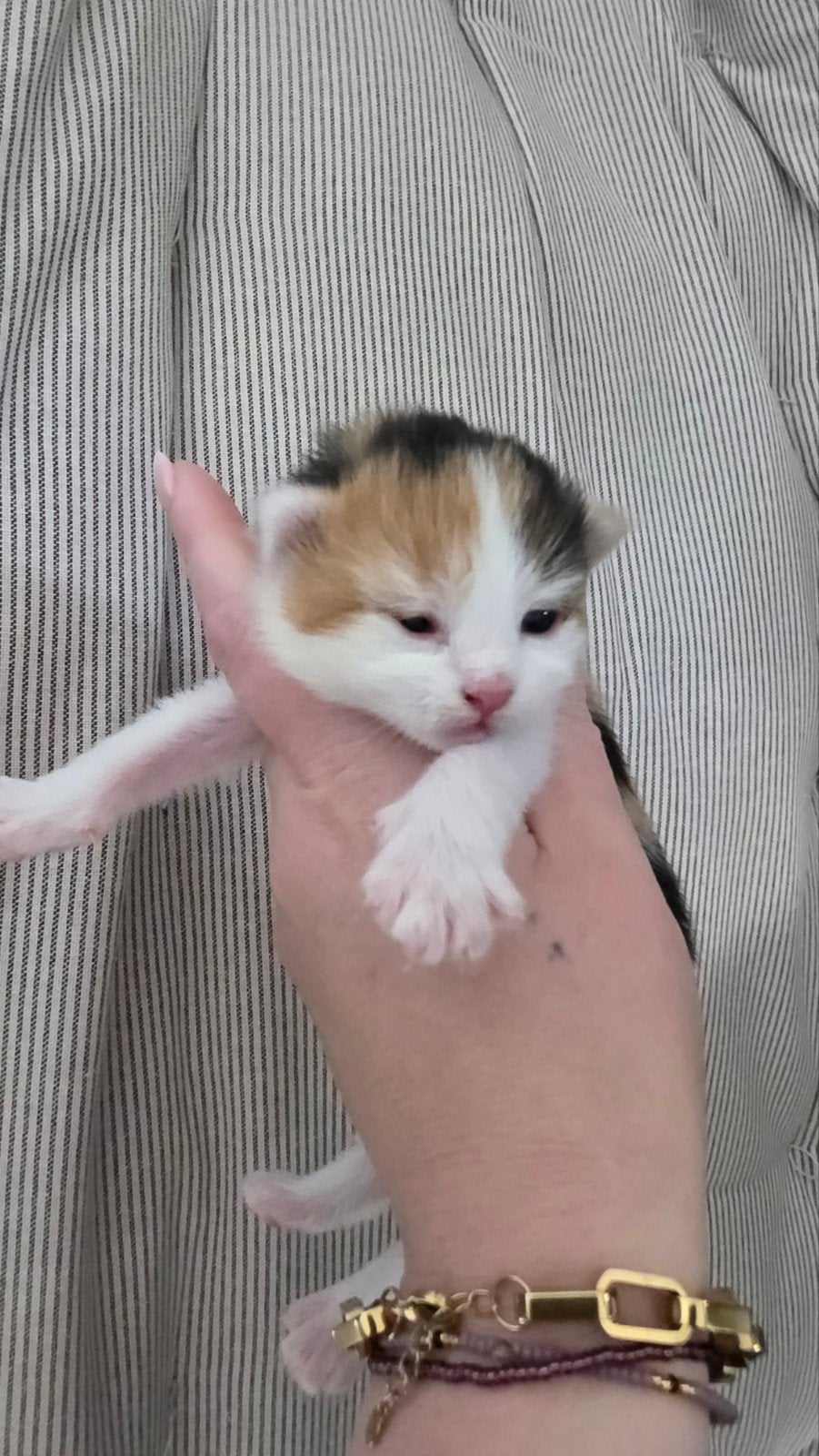 kittens, Meerdere dieren