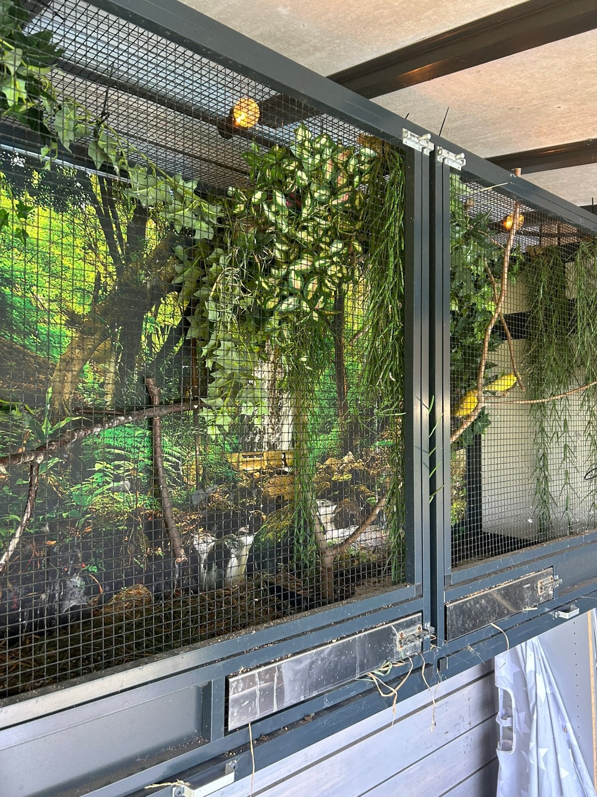 Voliere wand, Dieren en Toebehoren, Mannelijk