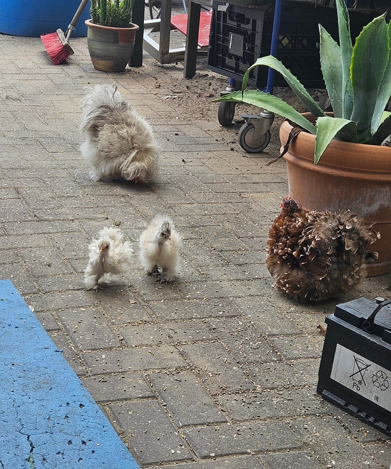 2 kuikens (USA silkies), Dieren en Toebehoren, Geslacht onbekend, Kip