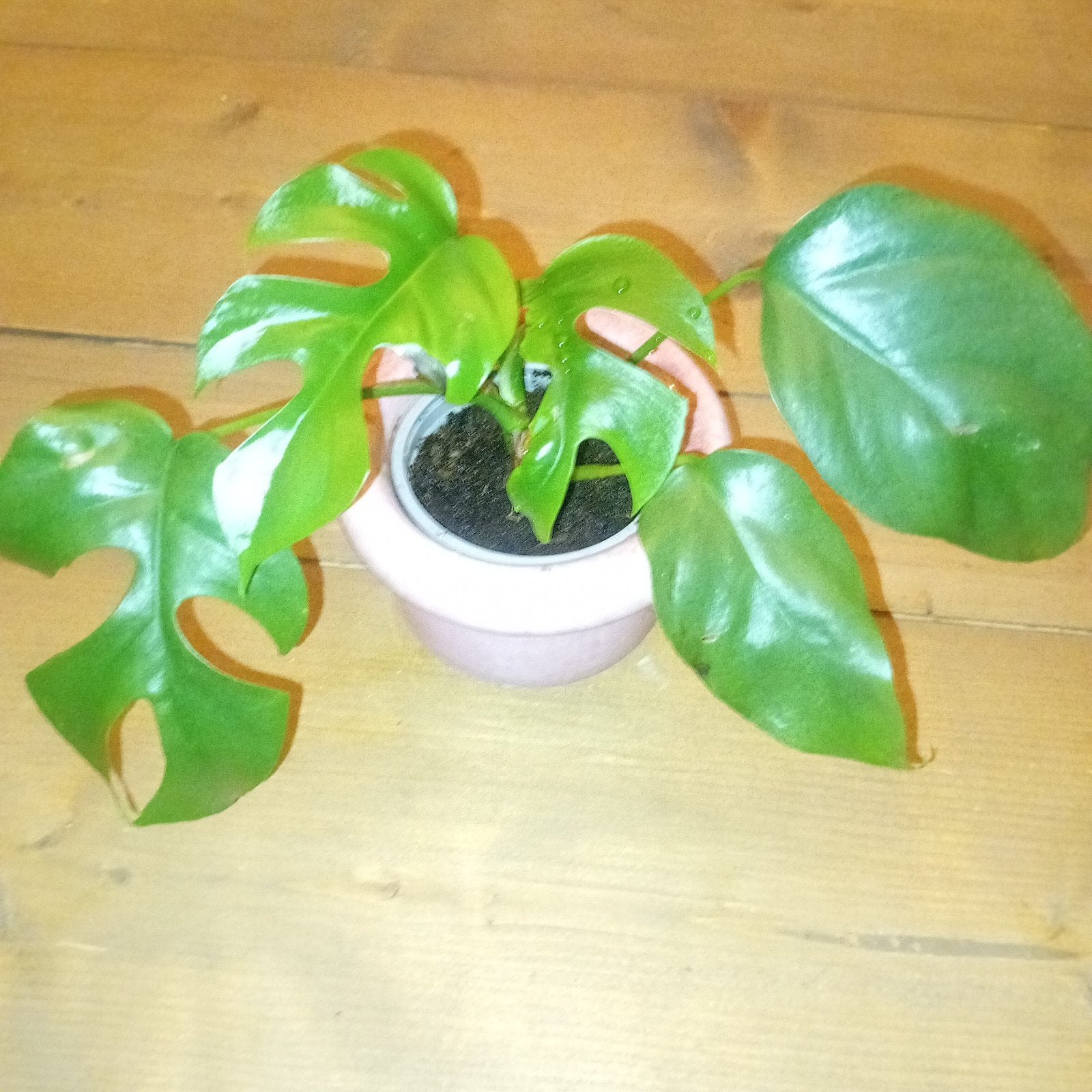 Mooie gezonde Monstera Minima in pot, Huis en Inrichting, Kamerplanten, Overige soorten, In pot, Minder dan 100 cm, Halfschaduw