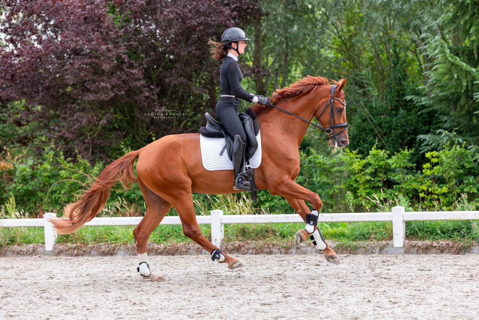 Super stoere brave 4 jarige ruin, Met stamboom, Ruin, Dressuurpaard, L