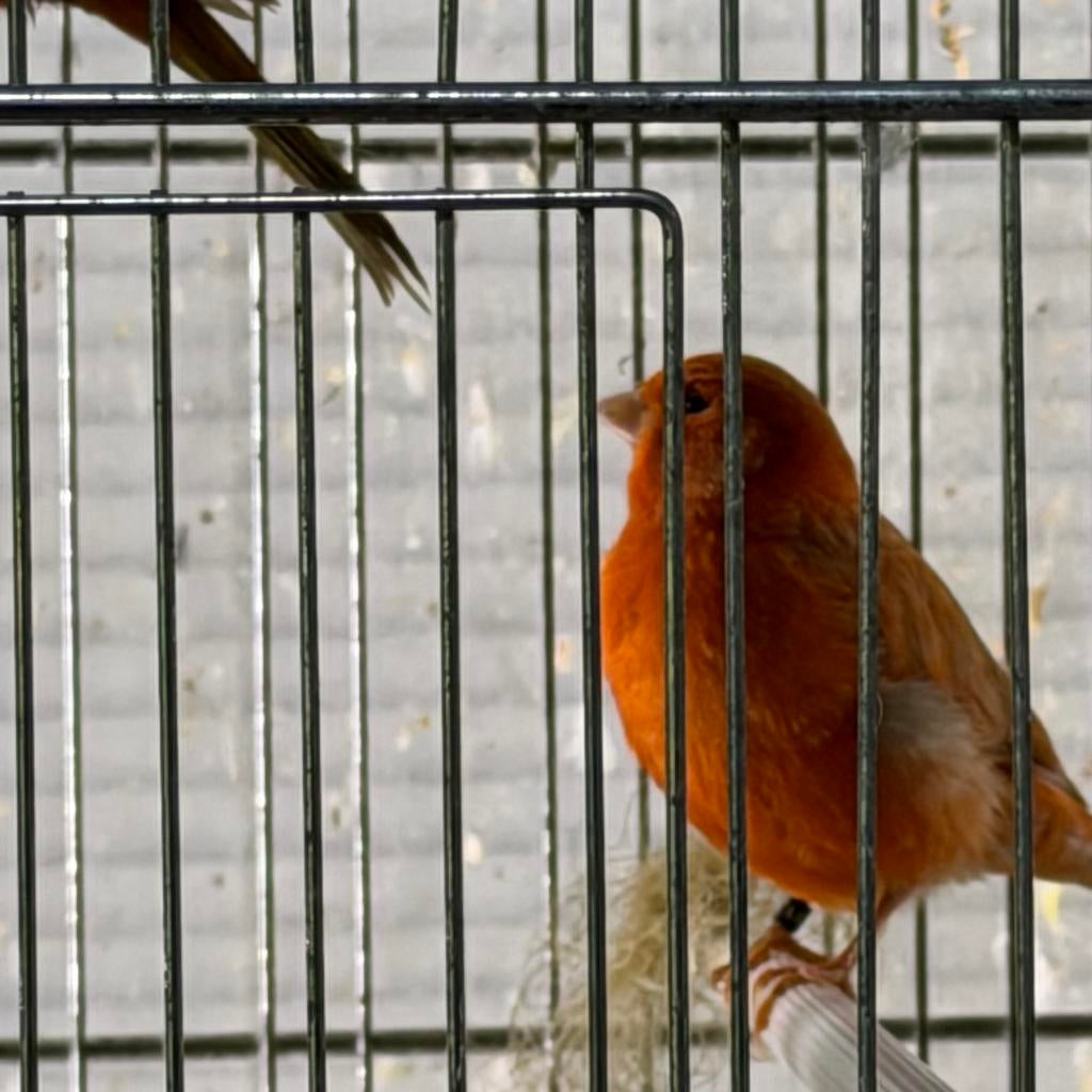 isabel mannen kanarie, Dieren en Toebehoren, Mannelijk, Kleurkanarie